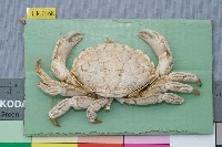 藏品(銅鑄熟若蟹)的圖片